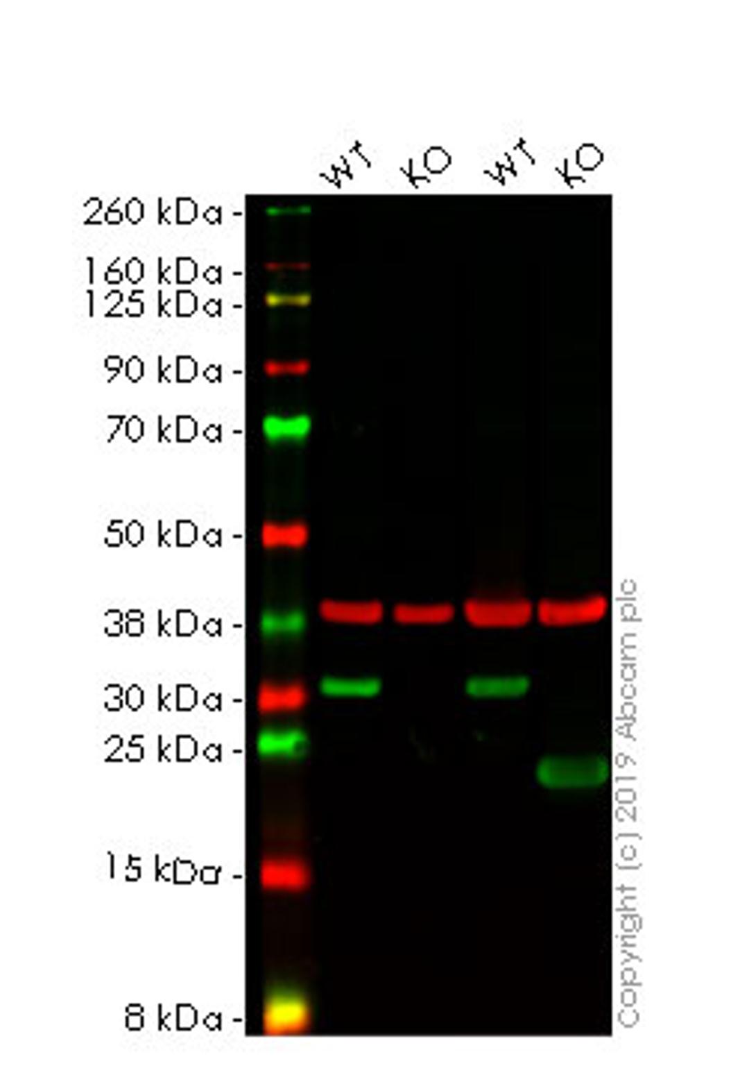 WB - HMGB1 knockout HeLa