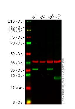 WB - HMGB1 knockout HeLa