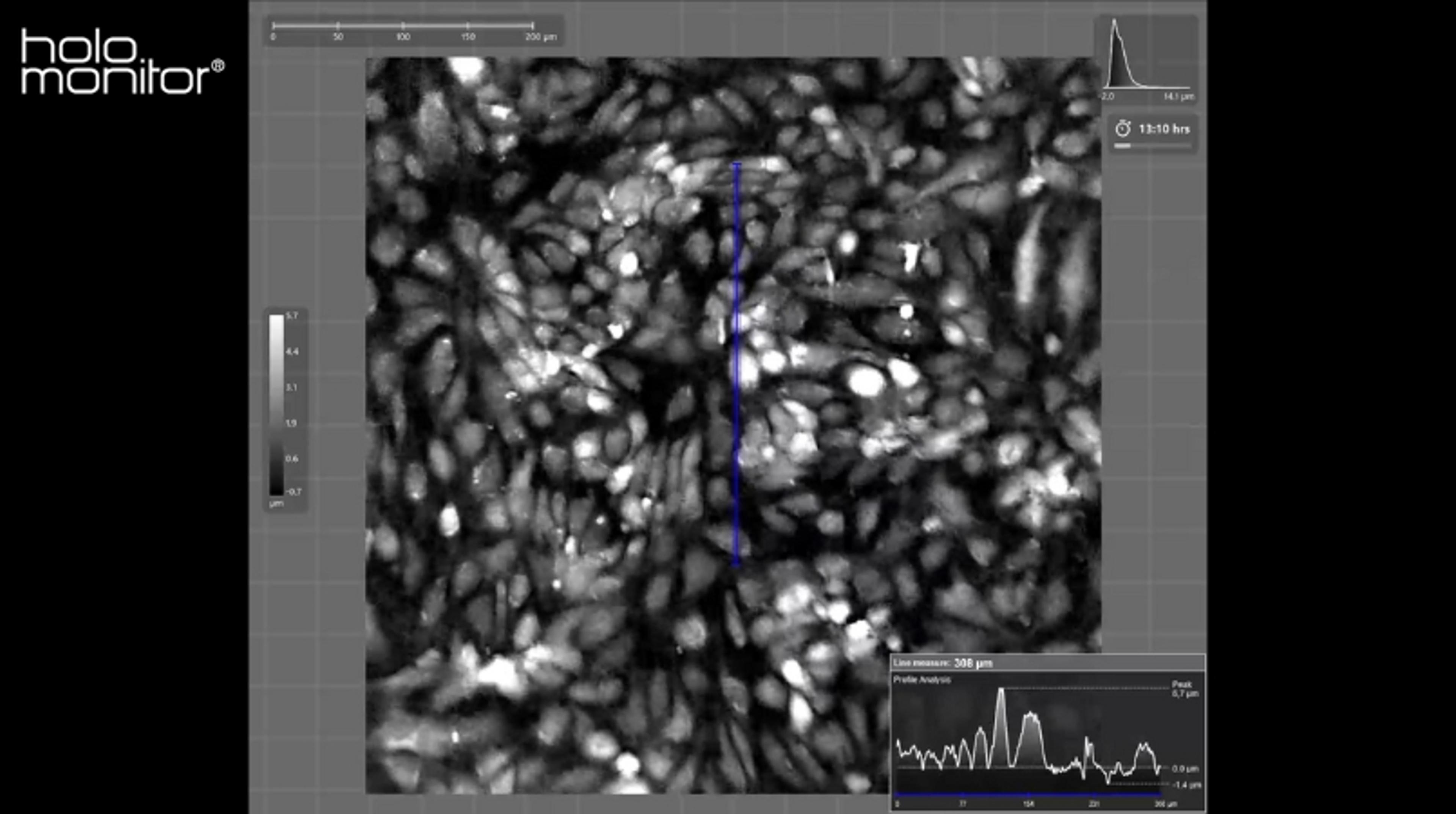 Endothelial response to flow 67 hours: HoloMonitor Endothelial response to flow 67 hours: HoloMonitor