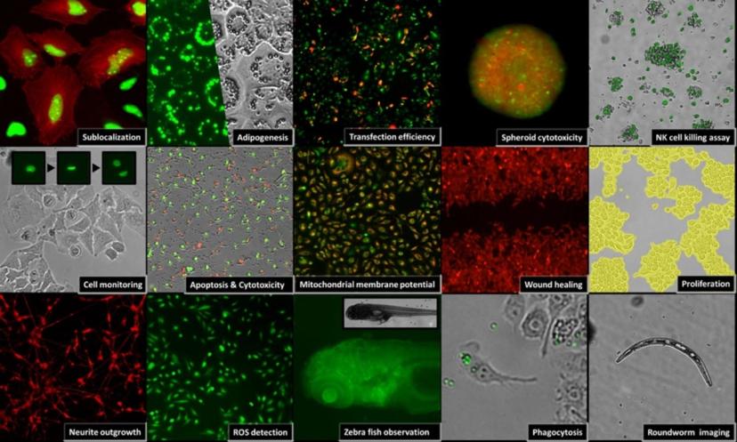 Live cell images