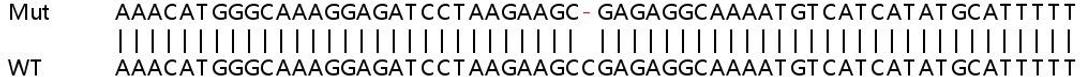 Sanger Seq - HMGB1 knockout HeLa