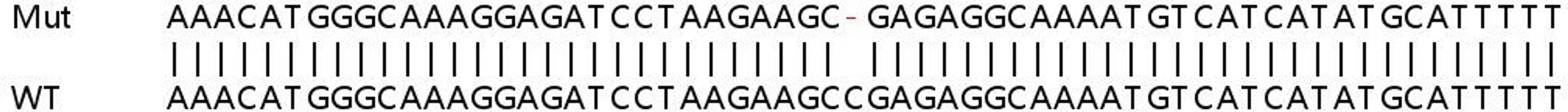 Sanger Seq - HMGB1 knockout HeLa