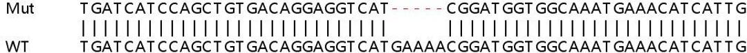 Sanger Seq - STAT1 knockout HeLa