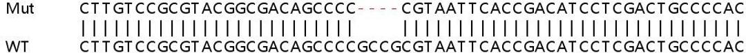 Sanger Seq - SIRT6 knockout HeLa