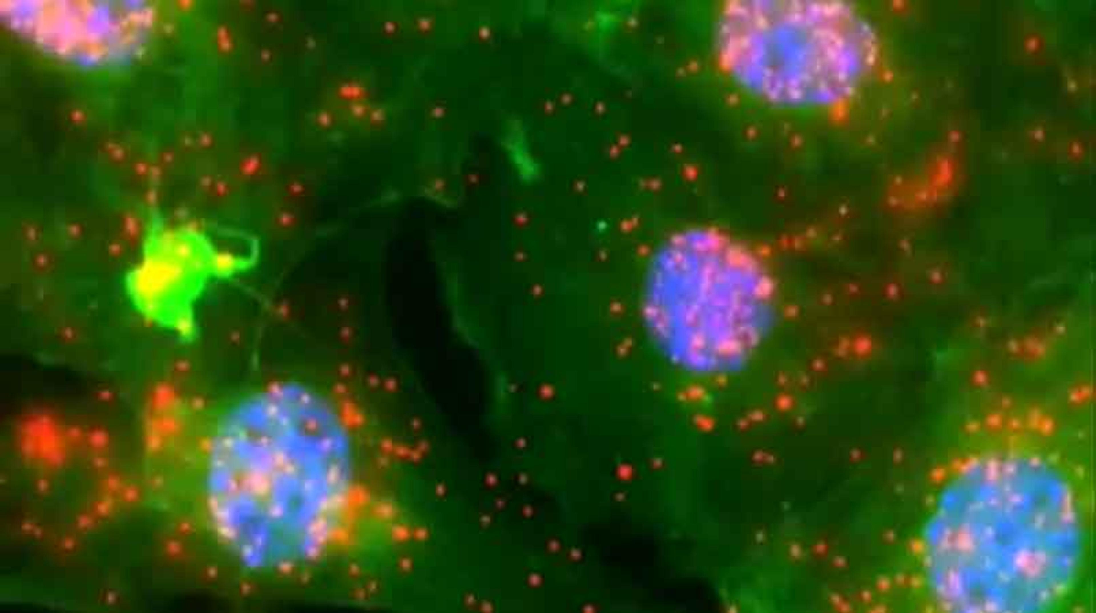 Detection of Signaling Effector-Complexes Downstream of BMP4 Using in situ PLA Detection of Signaling Effector-Complexes Downstream of BMP4 Using in situ PLA