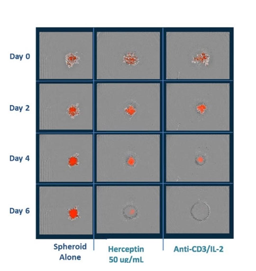 Figures 3D Immune cell Killing (measure ADCC in tumor sphero