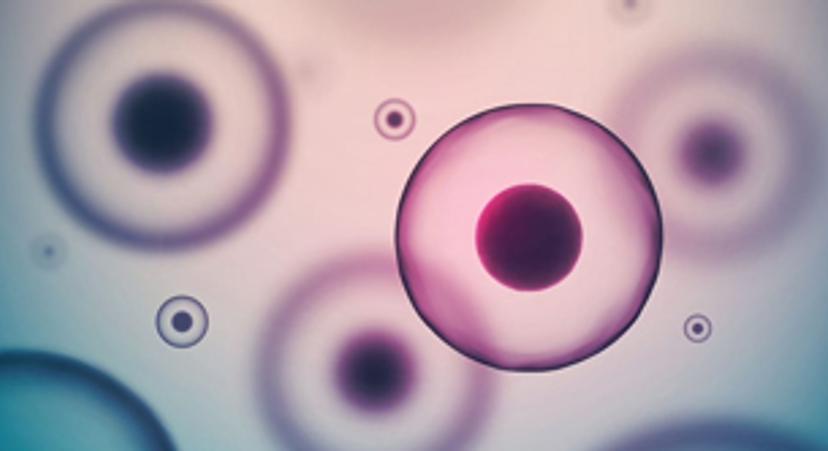 Cell based assay