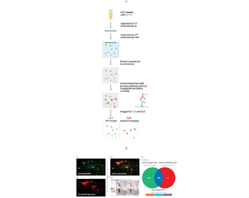 Flow diagram of the 2D DIBE (differential in blot electrophoresis) workflow