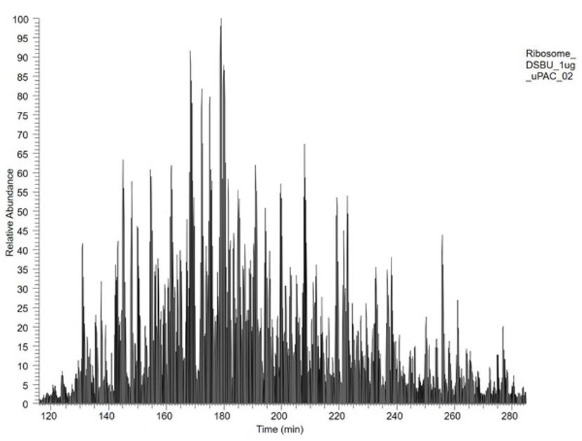Region of chromatogram of cross-linked E. coli ribosome, 1µg; 2m-µPAC™ column, 240-min gradient