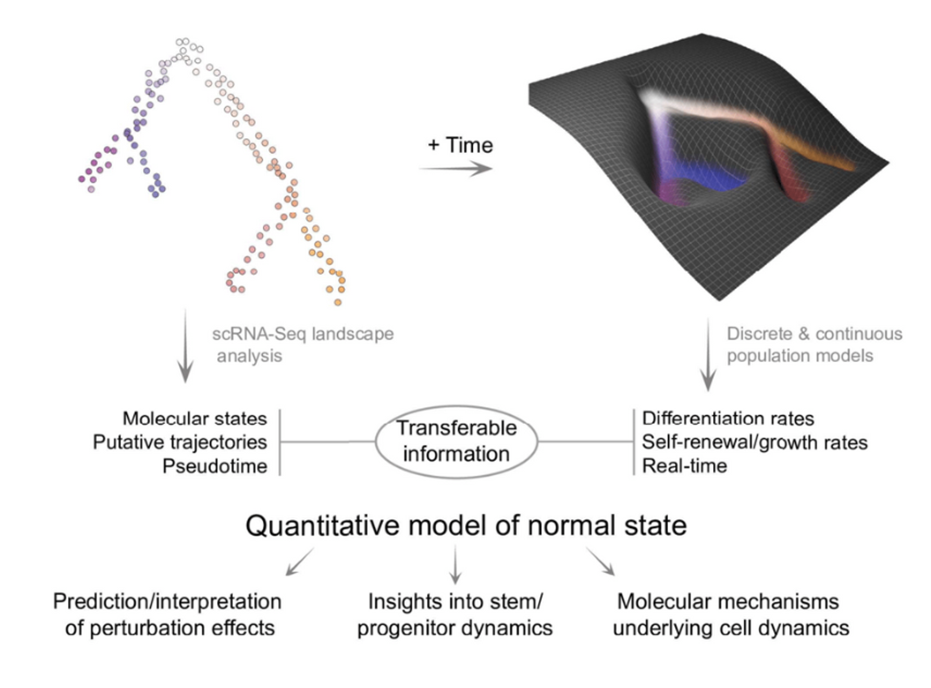 Quantitative model of hematopoietic dynamics in mouse bone marrow, describing cell behaviour with self-renewal and differentiation rates, represented as the shape of a Waddinton-like landscape. This diagram is a summary of the quantitative model and highlights the model utility and the transferable information.