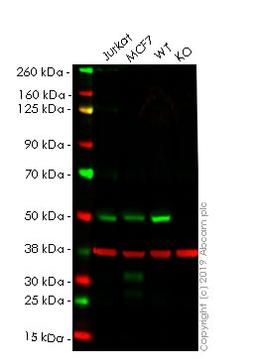 WB - IRF3 knockout HeLa