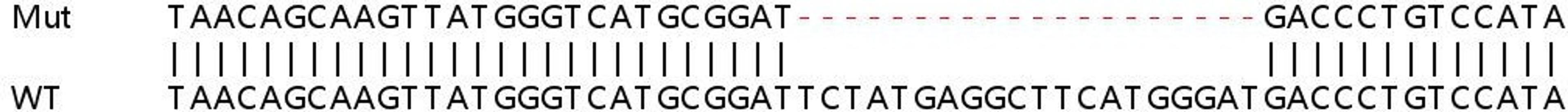 Sanger Seq - HDAC2 knockout HEK293T