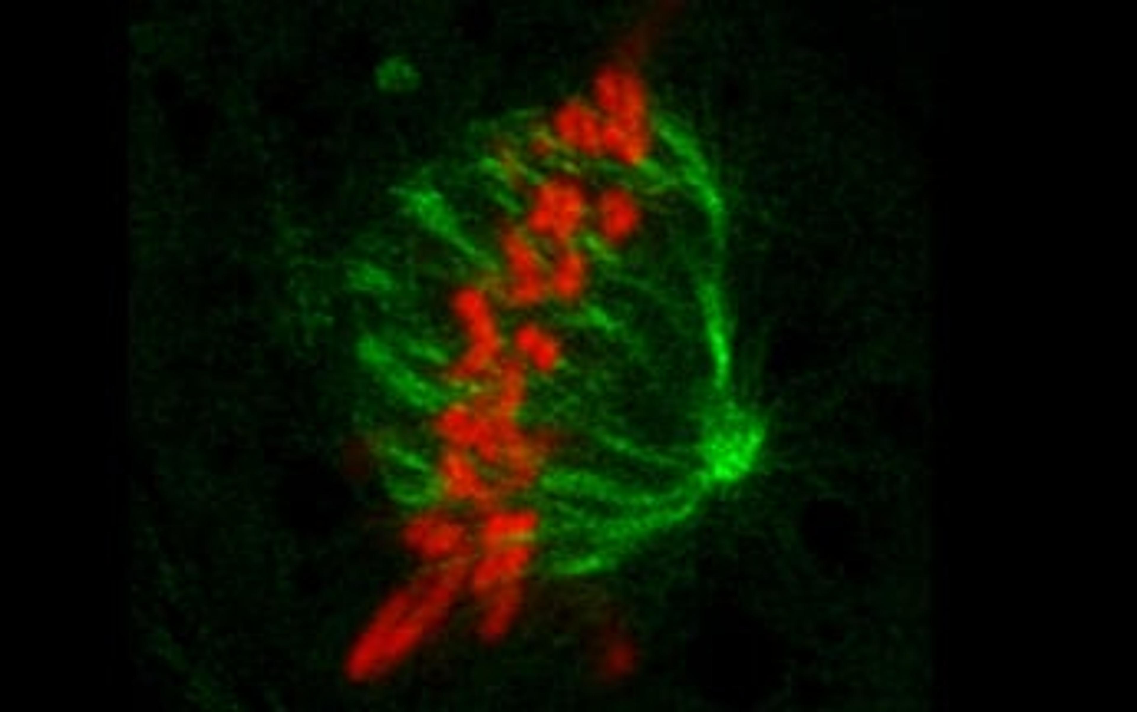 Kidney Cell Mitosis Imaging with the ZEISS LSM 800 with Airyscan Kidney Cell Mitosis Imaging with the ZEISS LSM 800 with Airyscan