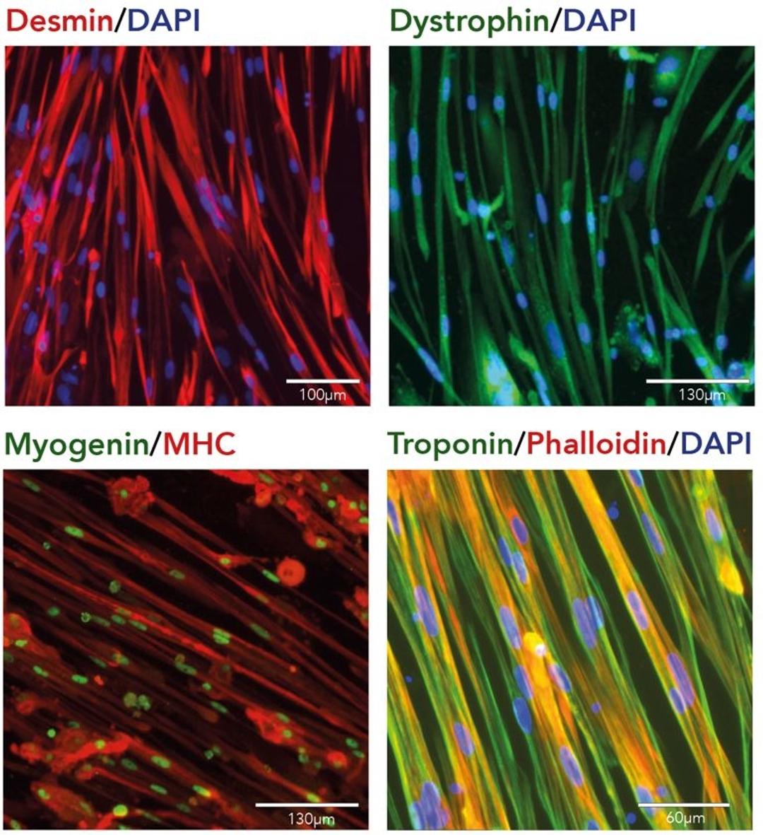 Express key myofilament proteins in days