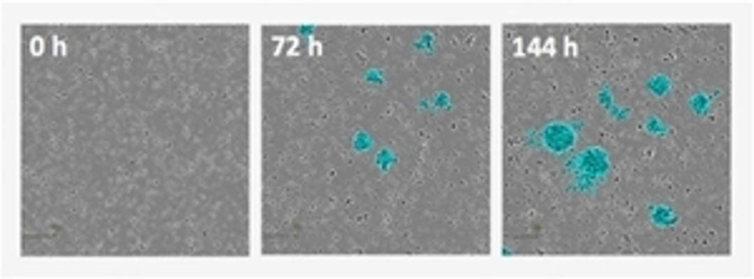 Enables accurate quantification of cell clustering over time