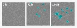 Enables accurate quantification of cell clustering over time