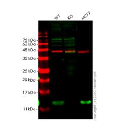 WB - COX7B knockout HeLa