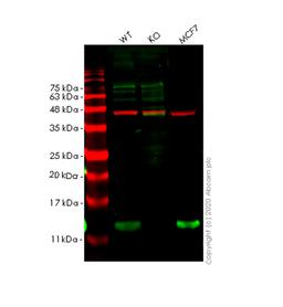 WB - COX7B knockout HeLa