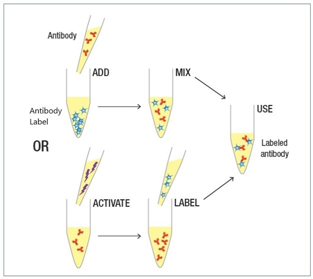 Conjugation kits contain all liquid-based reagents. No recon