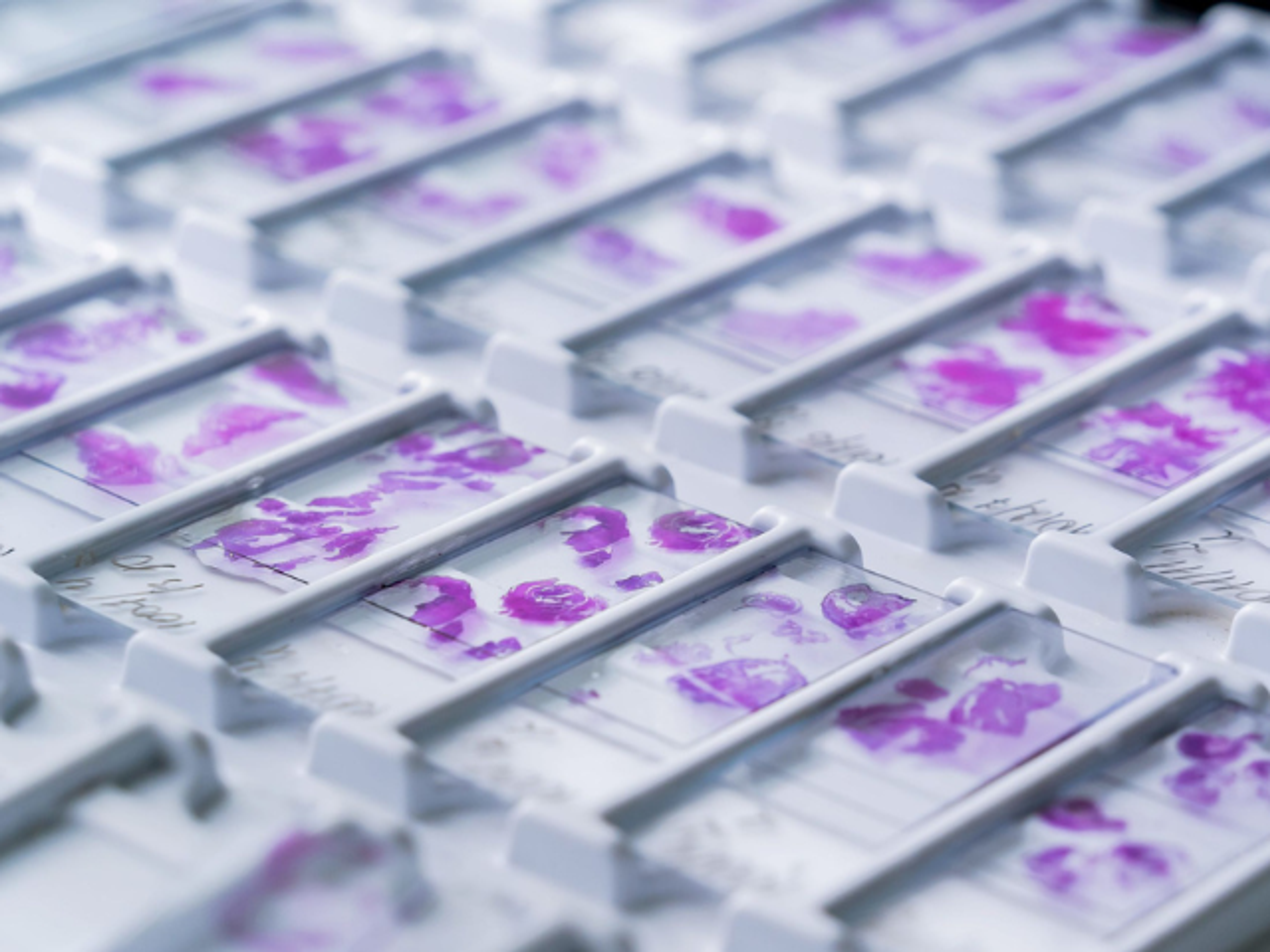 How to Buy Histology Technology & Workflow Solutions SelectScience guide