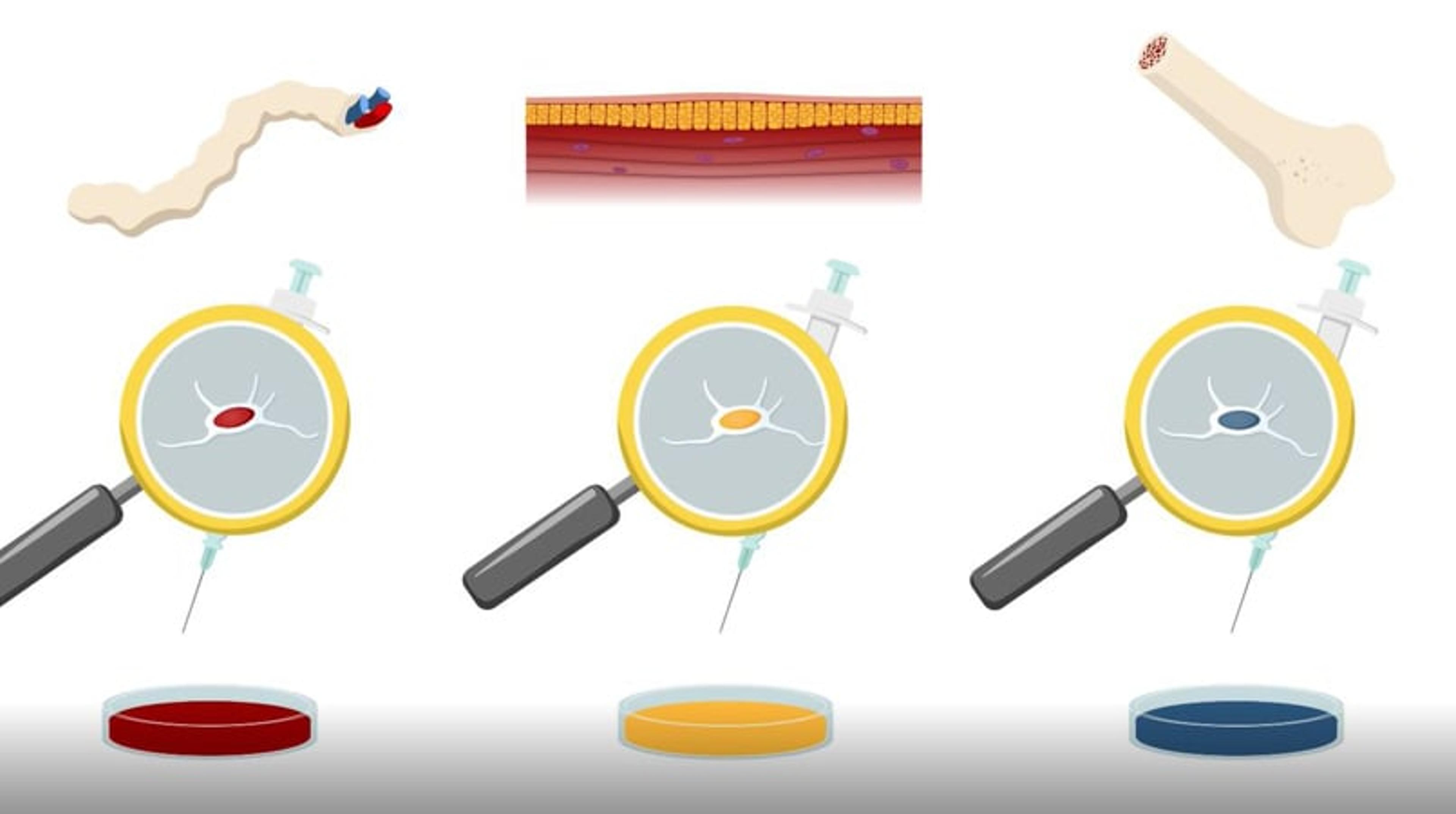 MSC reproducibility: Towards the standardization of Mesenchymal Stem Cells MSC reproducibility: Towards the standardization of Mesenchymal Stem Cells