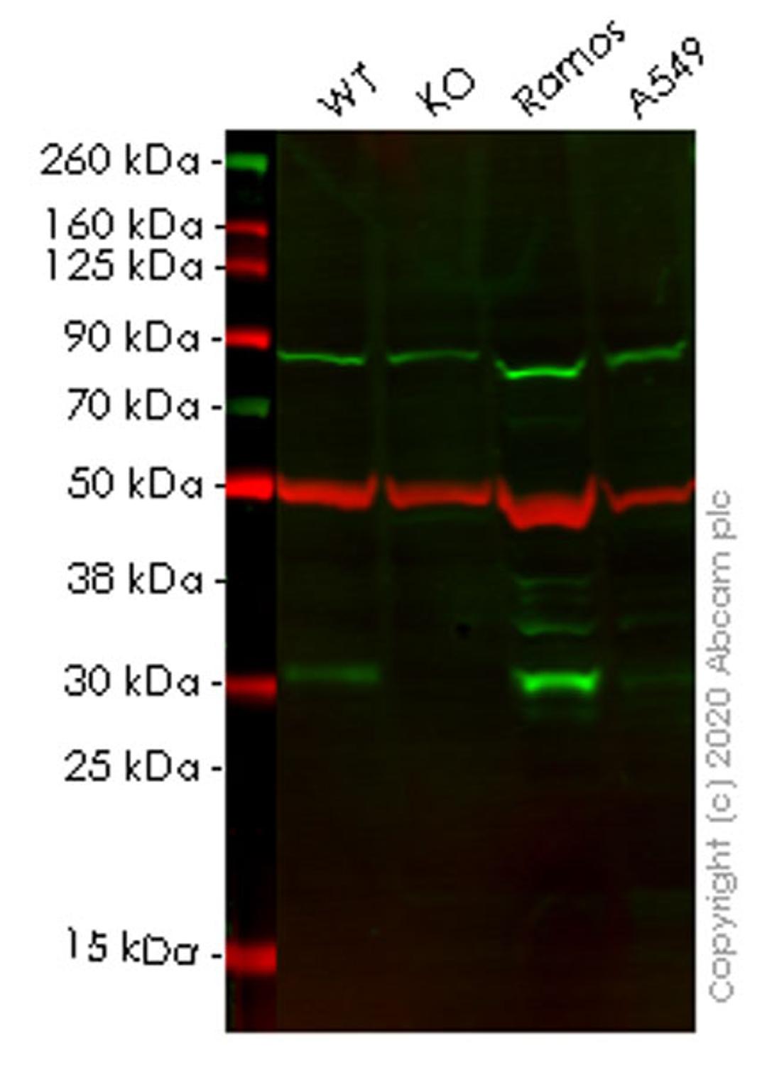 WB - BCL10 knockout HeLa