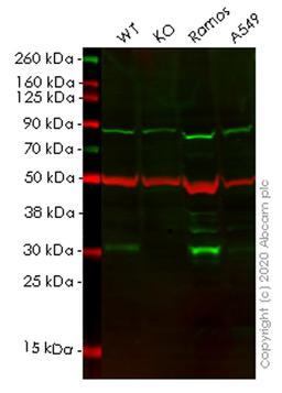 WB - BCL10 knockout HeLa