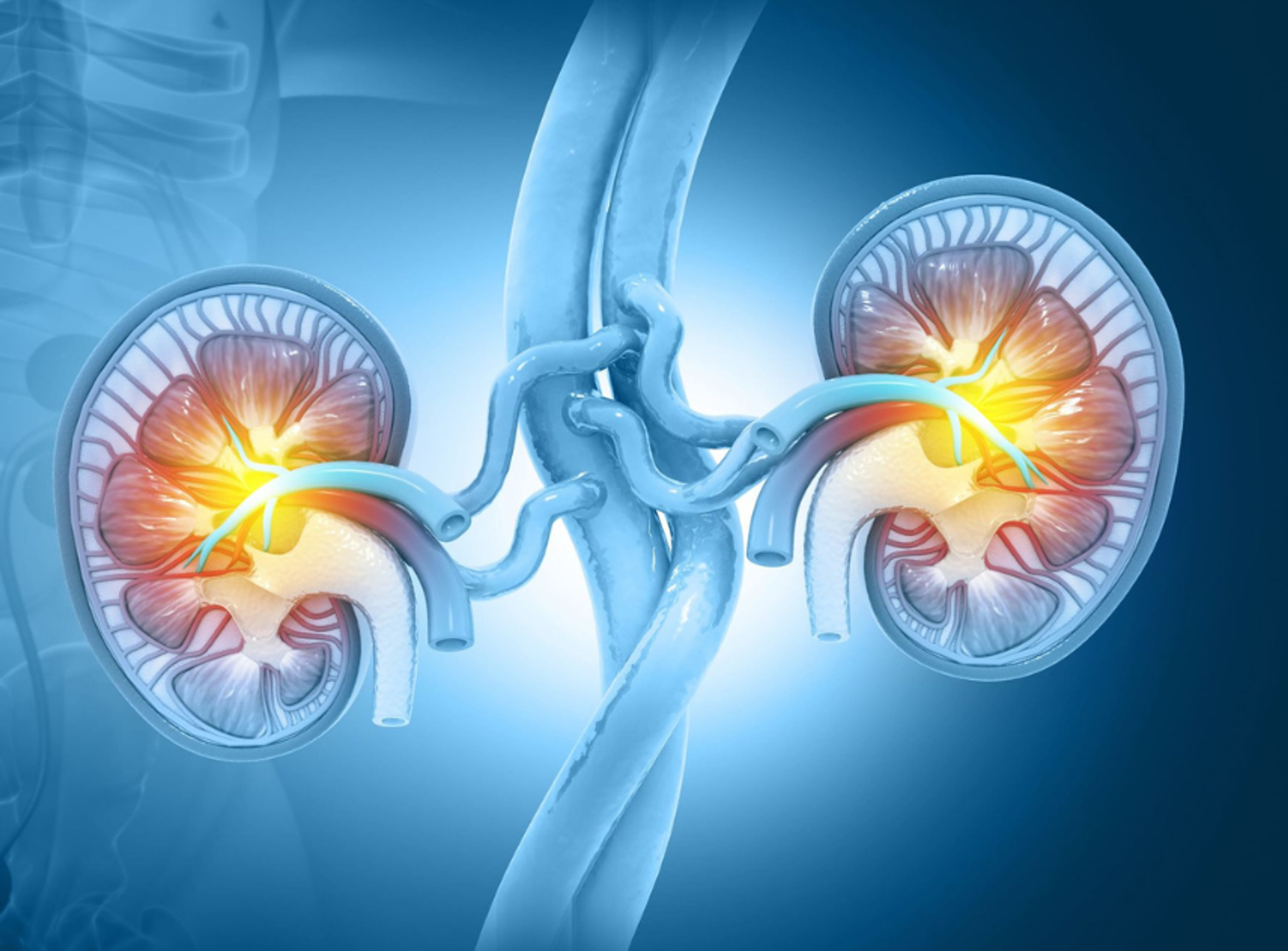 3D image of kidneys