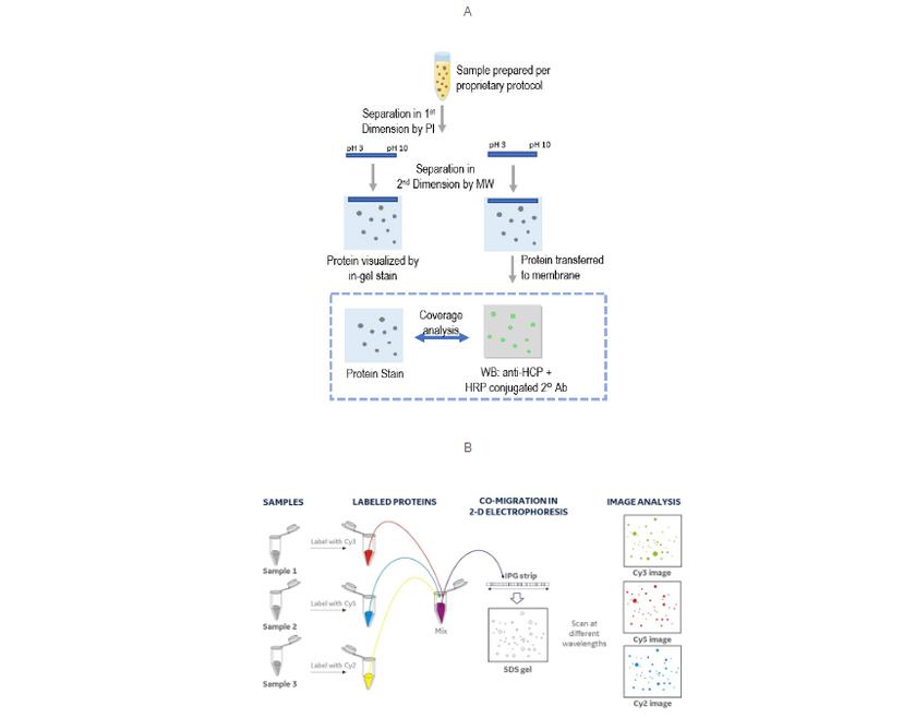 Flow diagram of the existing standard coverage assay workflow for 2D gel electrophoresis/Western blot