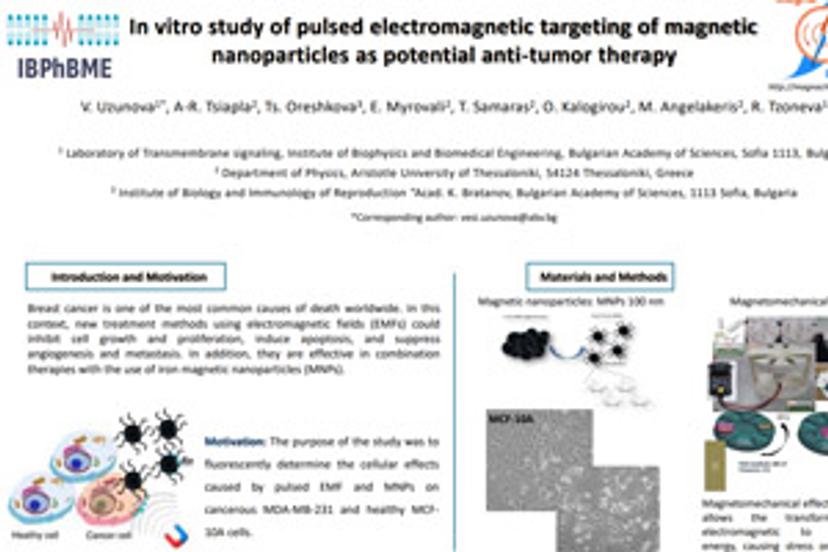 In vitro study of pulsed electromagnetic targeting of magnetic nanoparticles as potential anti-tumor therapy