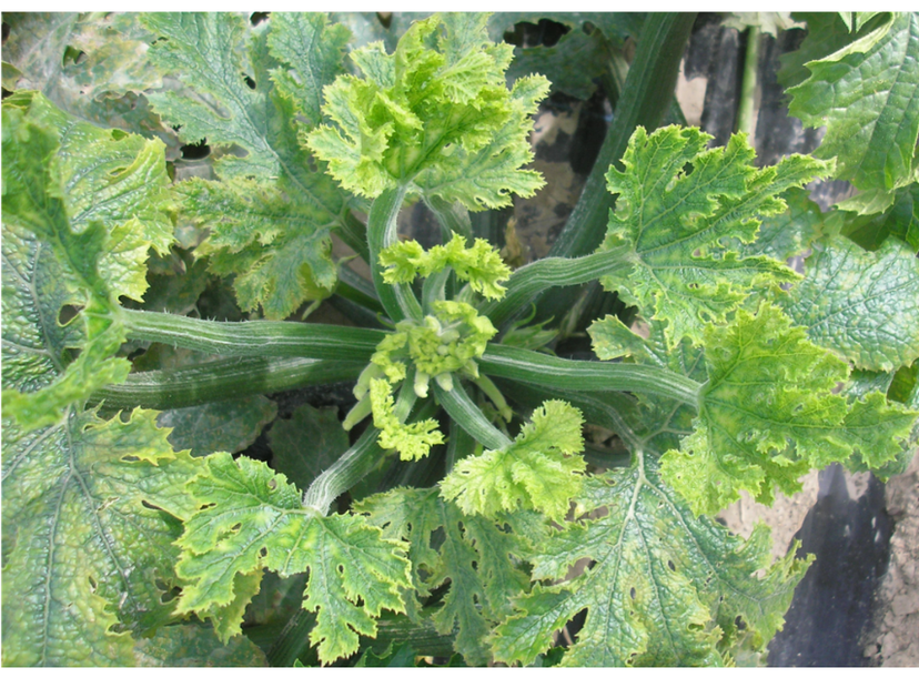 Stunted and yellowing zucchini plant infected with ToLCNDV