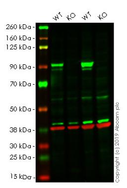 WB - STAT3 knockout HeLa