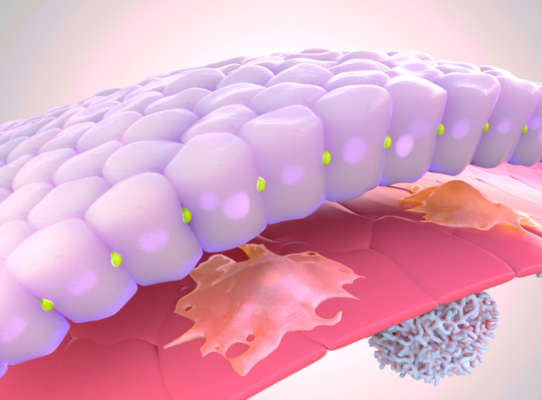 Organ-on-chip modelling