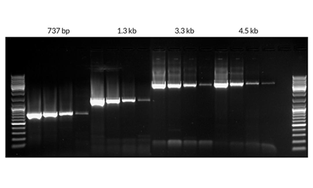 Amplify long targets with high sensitivity