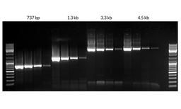 Amplify long targets with high sensitivity