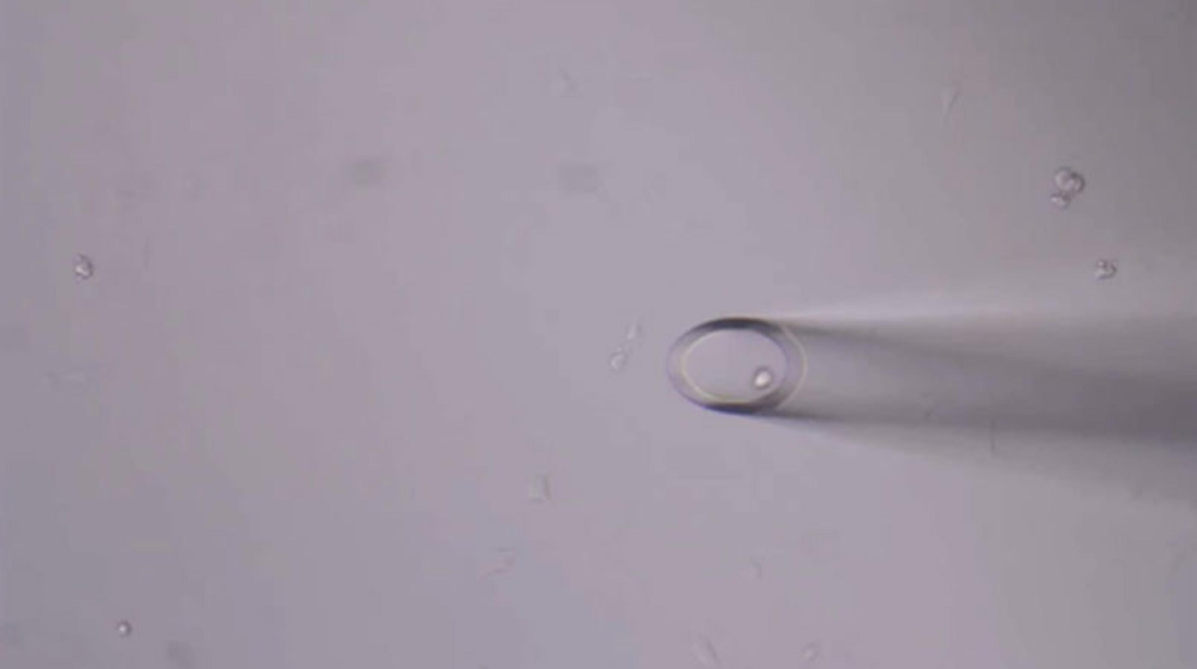 Isolating Living Adherent Single Cells Isolating Living Adherent Single Cells