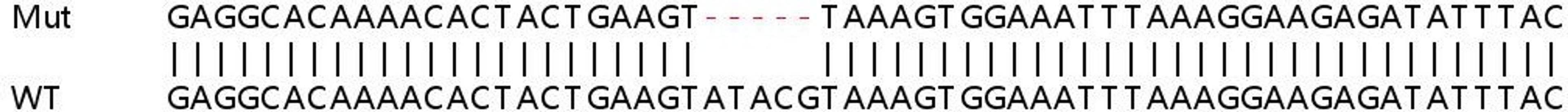 Sanger Seq - CD47 knockout HEK293T