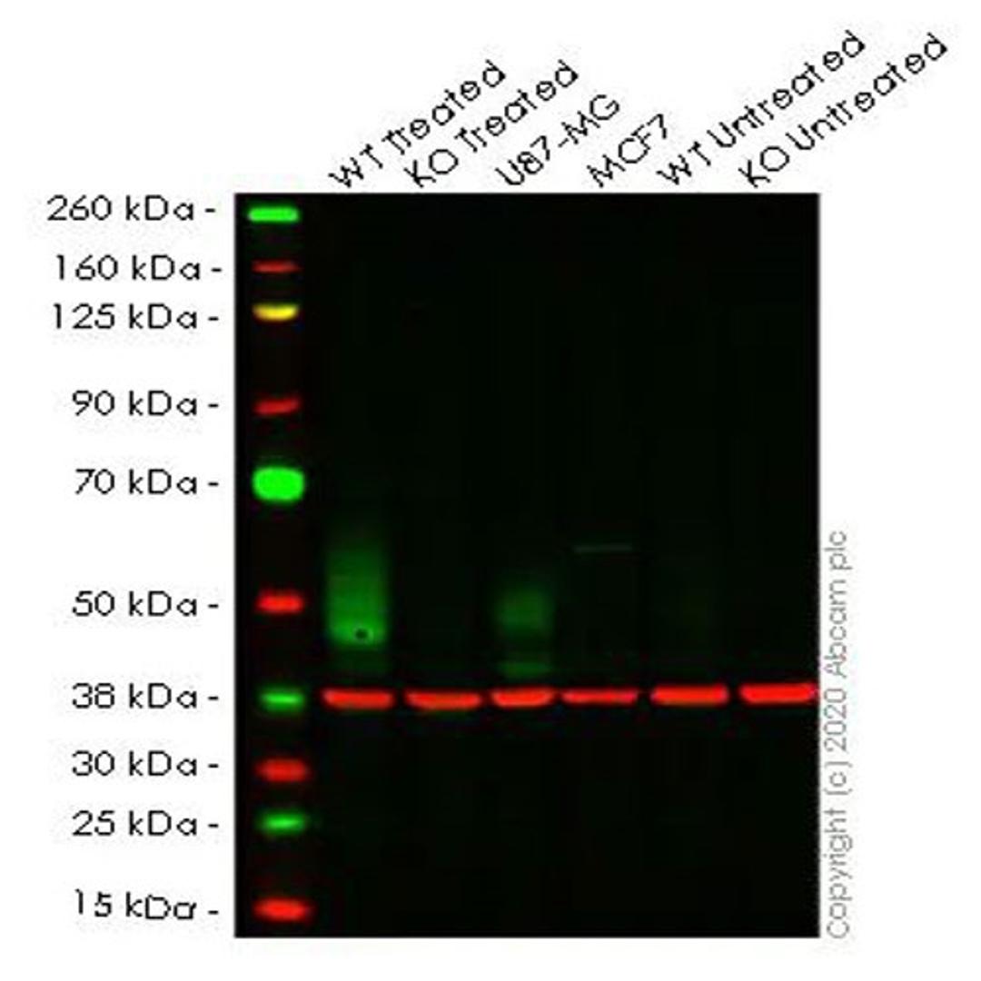 WB imagery using antibody ab213524