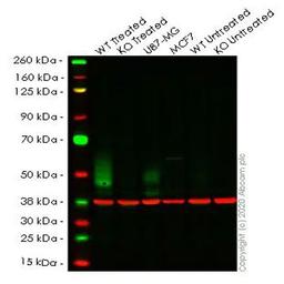 WB imagery using antibody ab213524