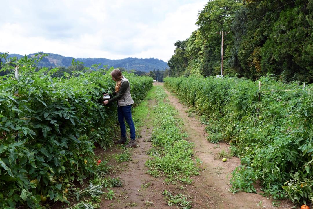 The F-750 Produce Quality Meter can even be used to measure