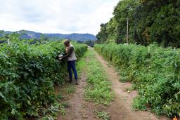 The F-750 Produce Quality Meter can even be used to measure