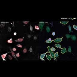 Nanolive's LIVE Cytotoxicity Assay