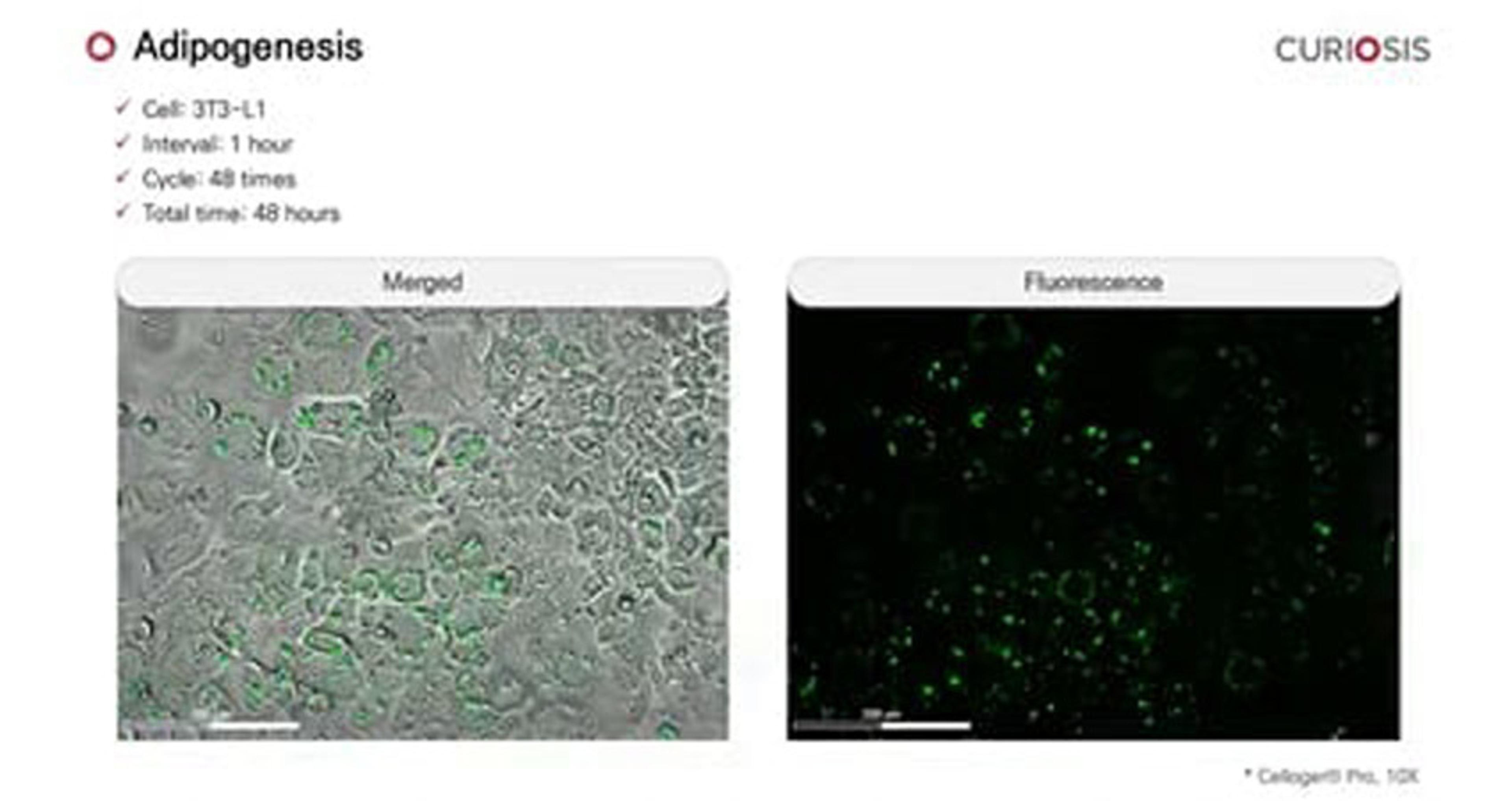 Celloger Pro application: Adipogenesis Celloger Pro application: Adipogenesis