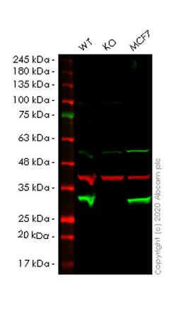 WB - SPR knockout HeLa