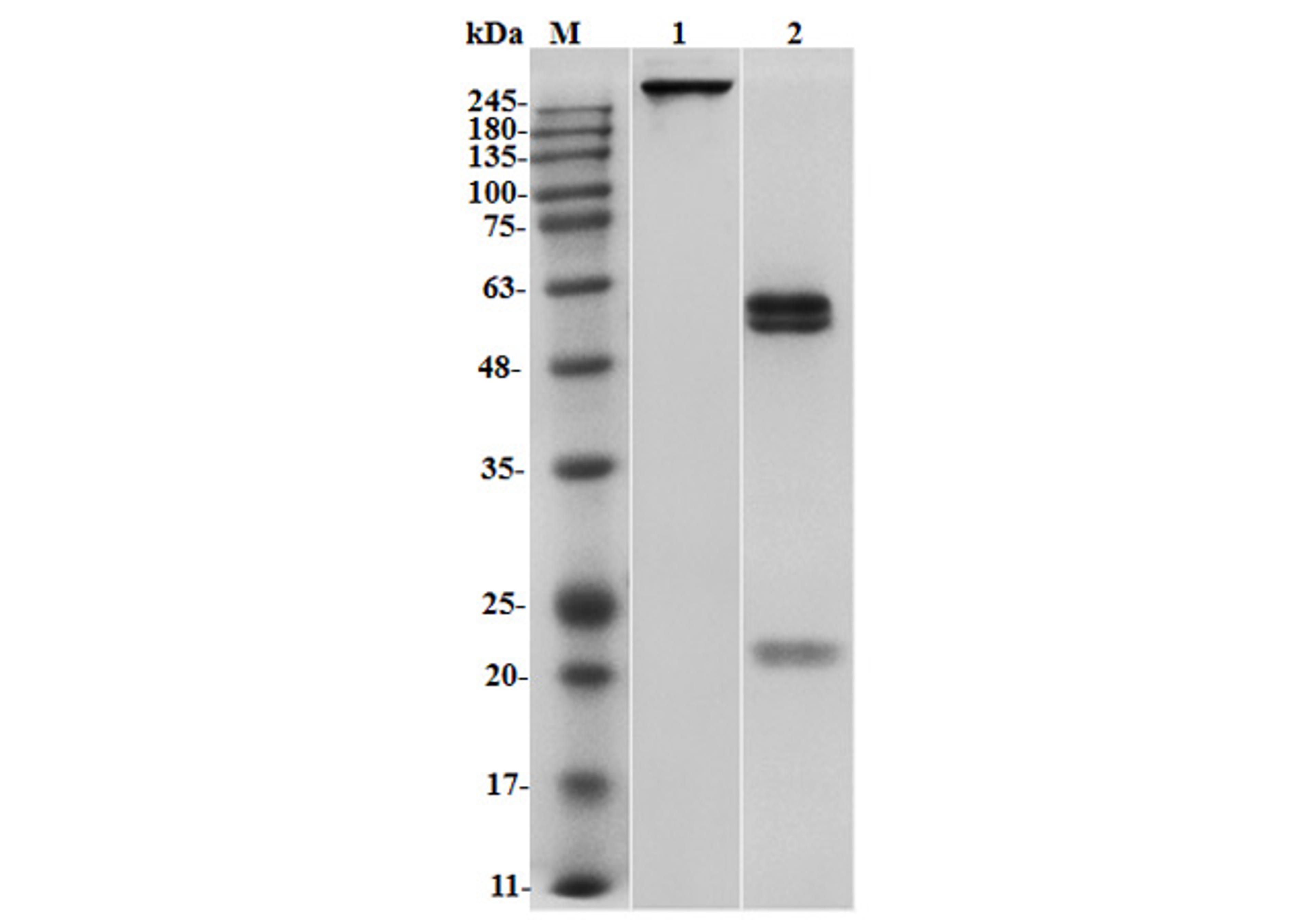 Mouse Anti-DOTA Recombinant Antibody (HPAB-1251WJ)