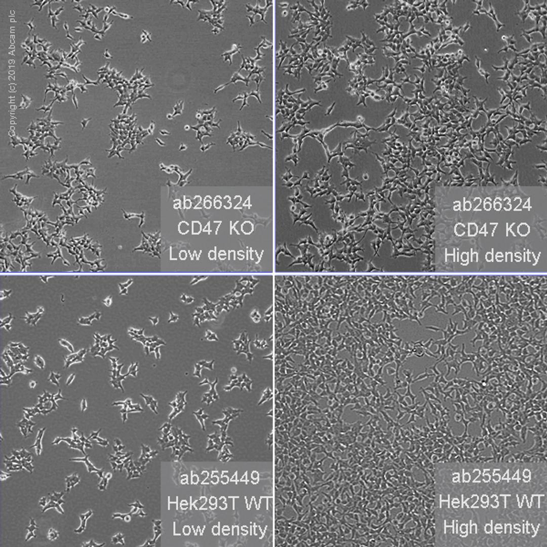 CD47 knockout HEK293T