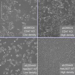 CD47 knockout HEK293T