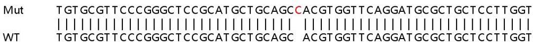 Sanger Seq - COMT knockout HEK293T