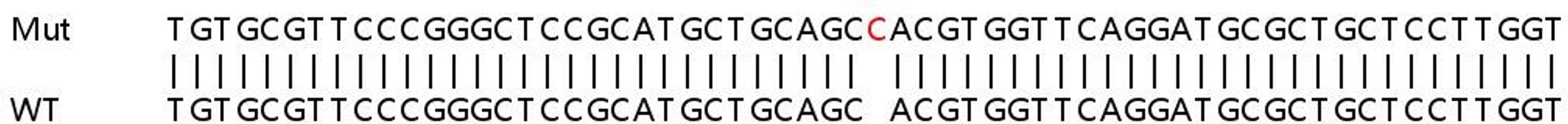 Sanger Seq - COMT knockout HEK293T