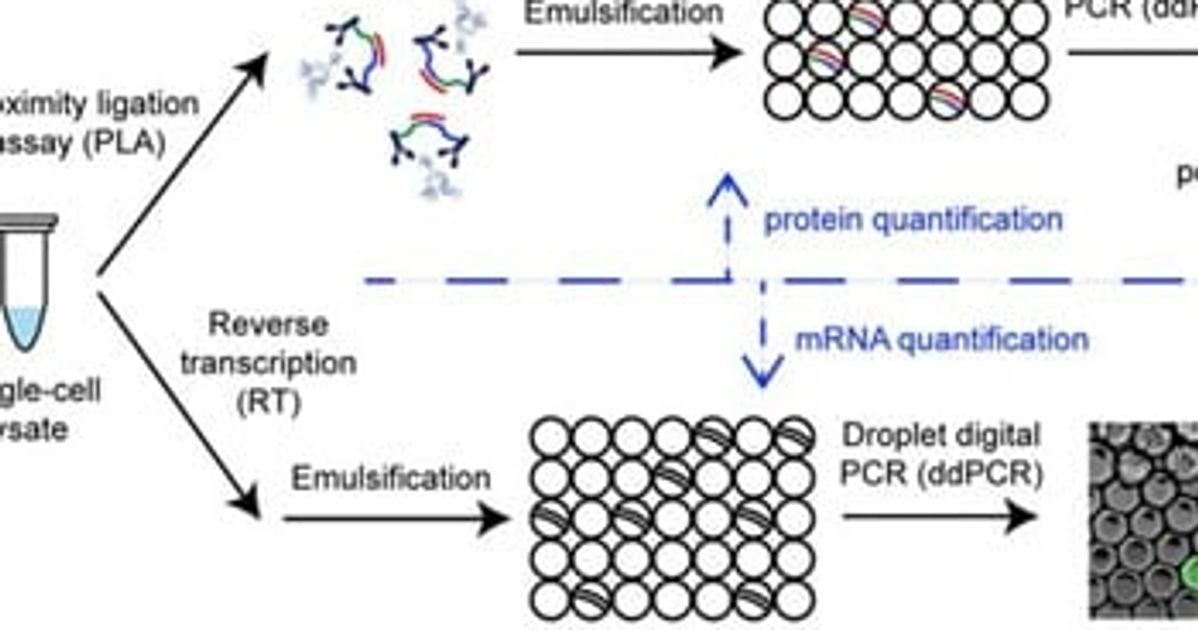 Absolute Quantification of Protein and RNA in a Single Cell Using ...